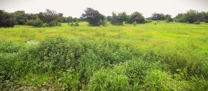 Proposed site for the mini irrigation dam project